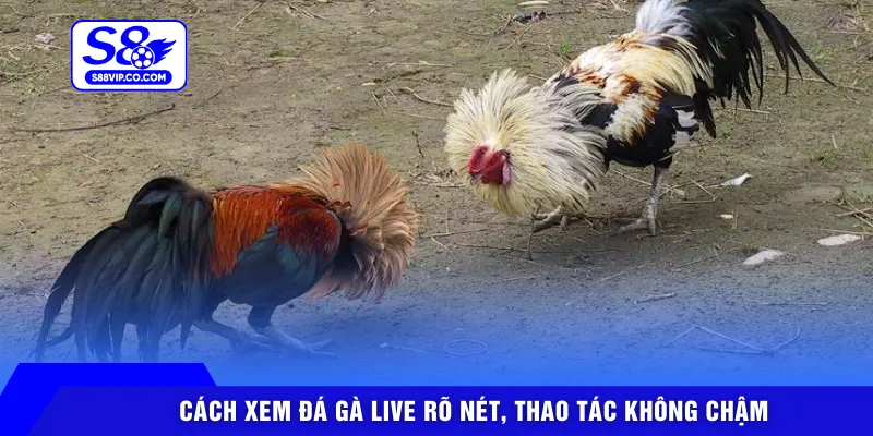 Cách xem đá gà live rõ nét, thao tác không chậm