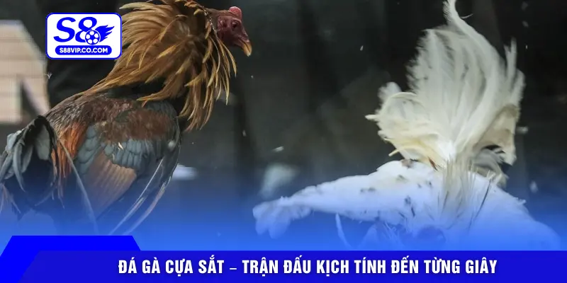 Đá gà cựa sắt – Trận đấu kịch tính đến từng giây