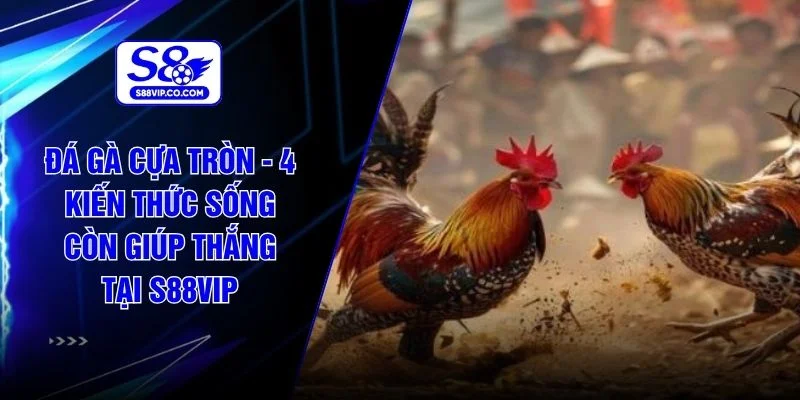 Đá Gà Cựa Tròn - 4 Kiến Thức Sống Còn Giúp Thắng Tại S88VIP