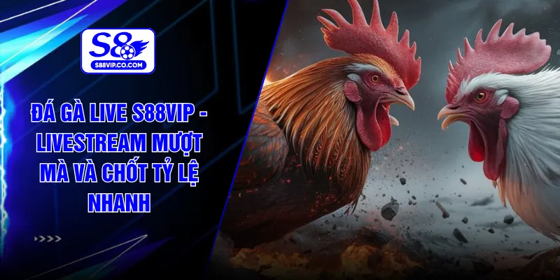 Đá Gà Live S88VIP - Livestream Mượt Mà Và Chốt Tỷ Lệ Nhanh