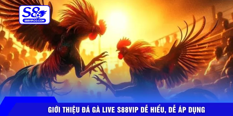 Giới thiệu đá gà live S88VIP dễ hiểu, dễ áp dụng