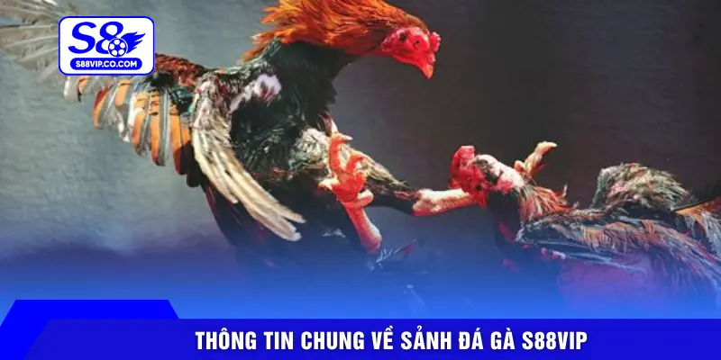 Thông tin chung về sảnh đá gà S88VIP