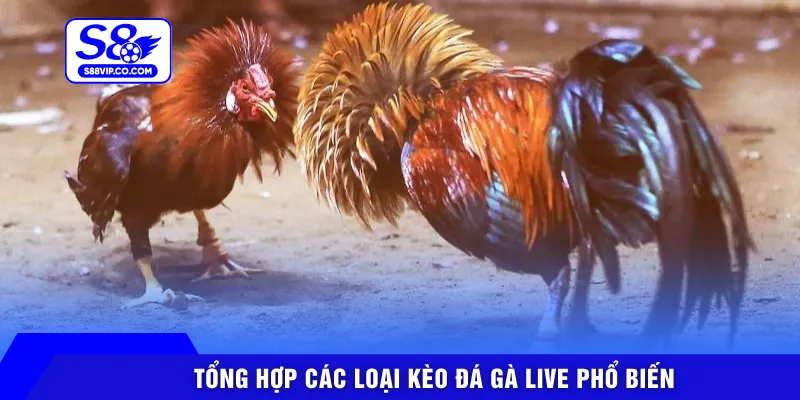 Tổng hợp các loại kèo đá gà live phổ biến